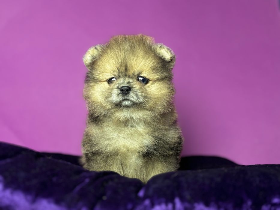 Ексклюзивна квіточка шпіц