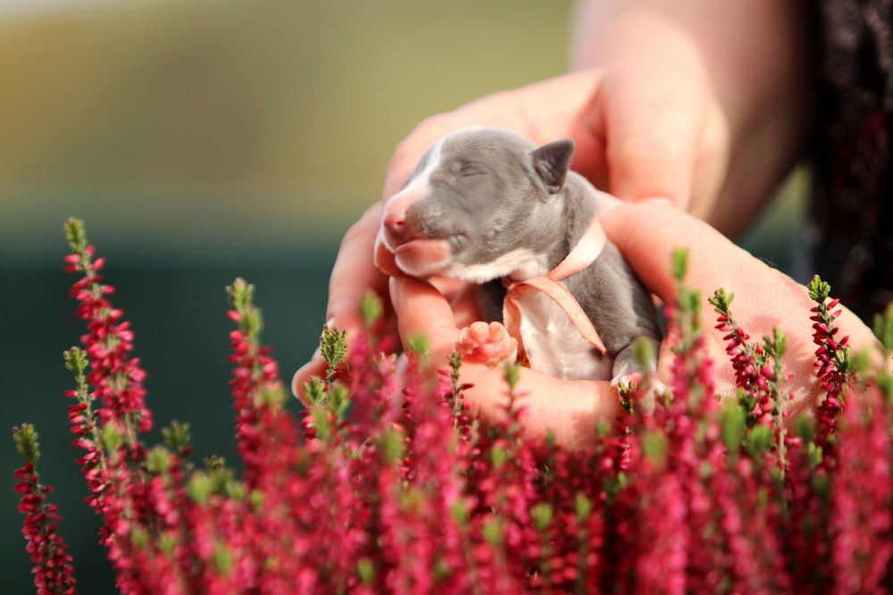 WhippetChart angielski ZKwP/FCI zjawiskowy RAFI o ekskluzywnym kolorze