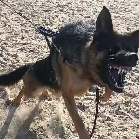 Treino de cães ao domicilio