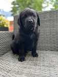 Szczenie Labrador Retiever FCI