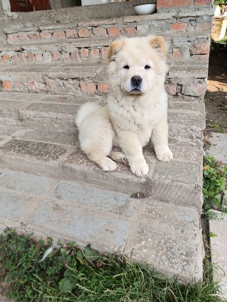 Чау чау розплідник