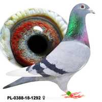 Młode para 117 Medrysa wnuk Arizony x 2x Rudego gołąb gołębie pocztowe