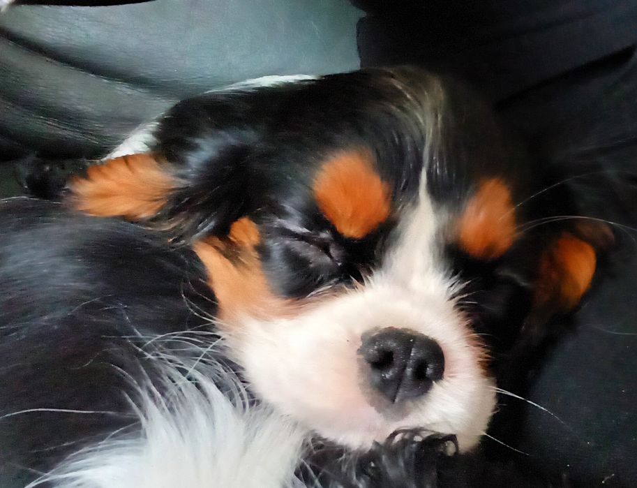 Piesek Cavalier King Charles Spaniel ZKwP FCI  gotowy do zmiany domu