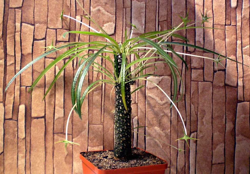 Каудексні рослини – Дорстенія. Дорстения. Dorstenia