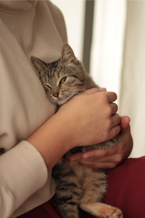 Тактильна кішечка в добрі руки