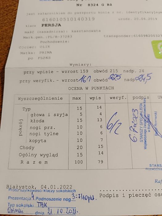 Klacz sokolska źrebna