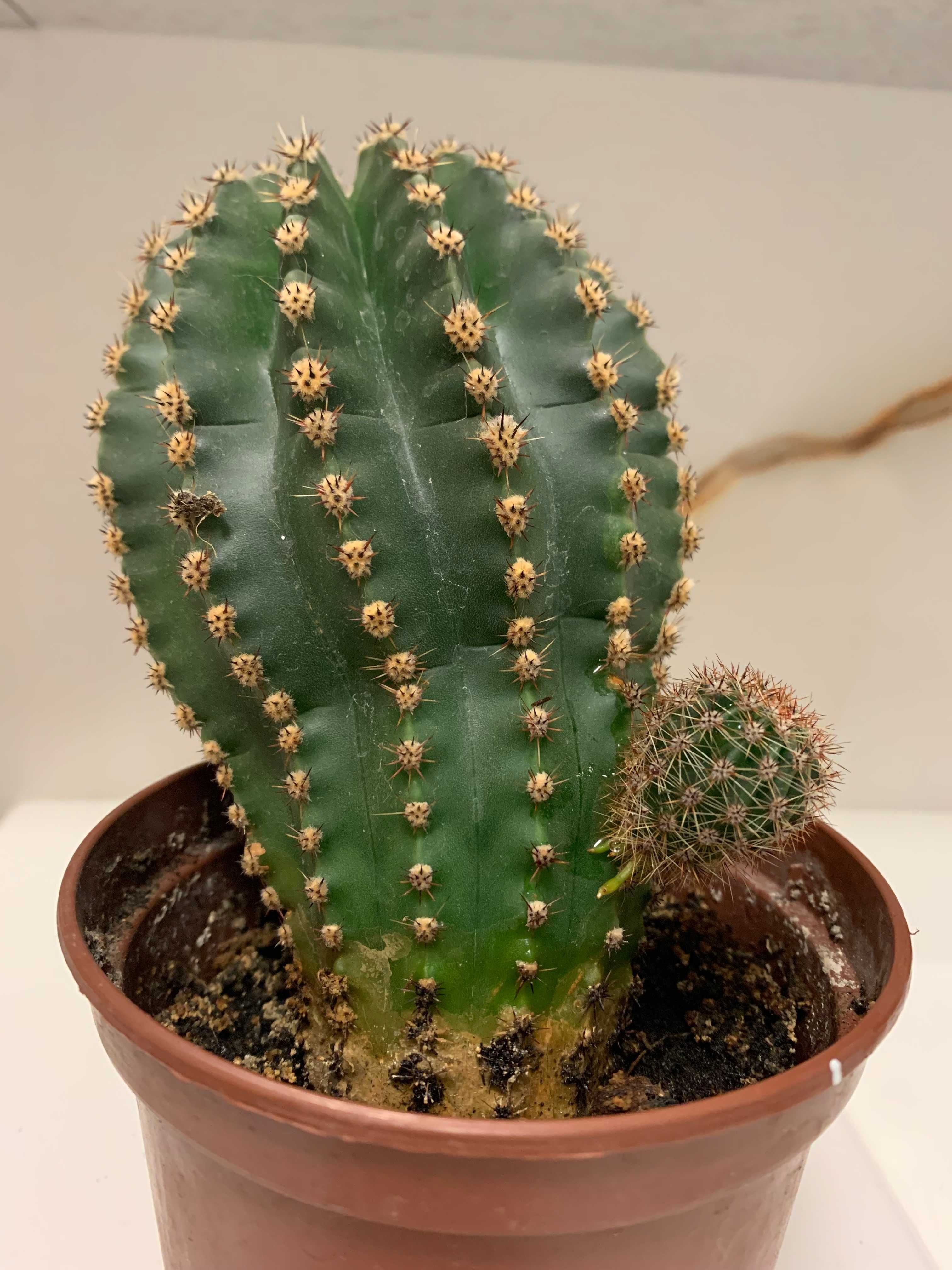 Kaktus w doniczce wysokość 17 cm