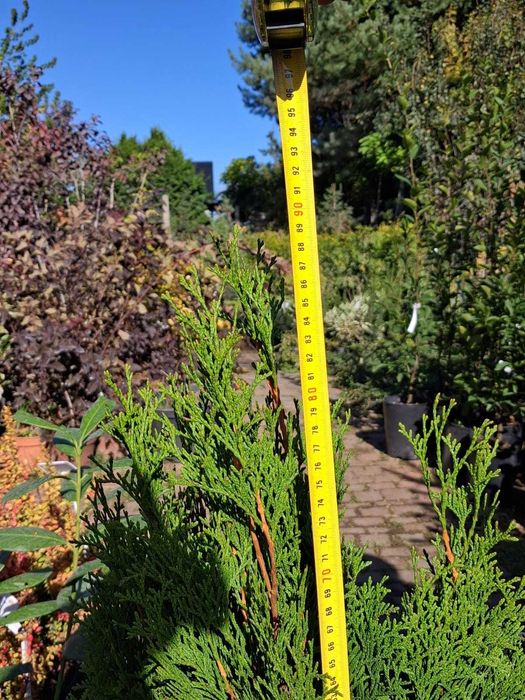 Thuja Żywotnik SZMARAGD- smaragd