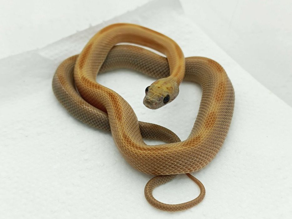 Wąż zbożowy / Honey Stripe het lavender / Świetnie się wybarwi /Samiec