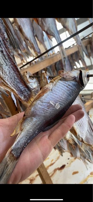 Тарань,Судак,Окунь,Лещ,Оптовые цены на розницу