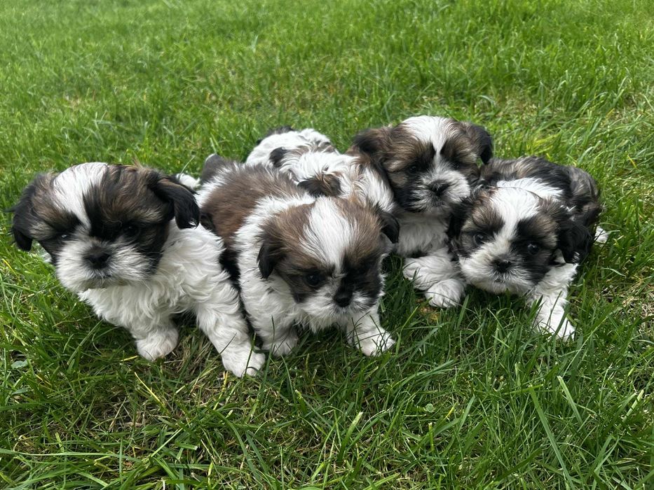 Piekne Shih Tzu.