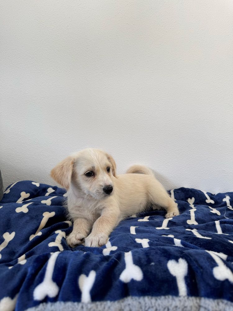 Lua & Estrelita - 2.5 meses, porte médio (15kg)