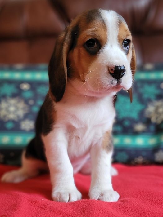 Beagle Szczeniak NR 1