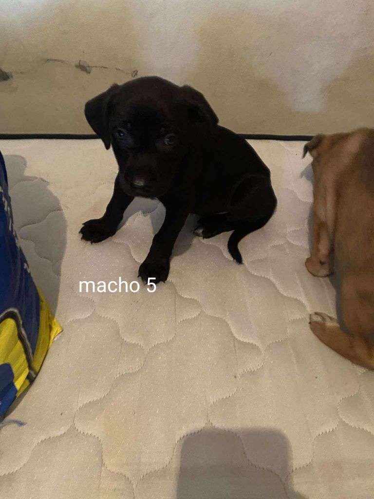 Dou cães super fofinhos