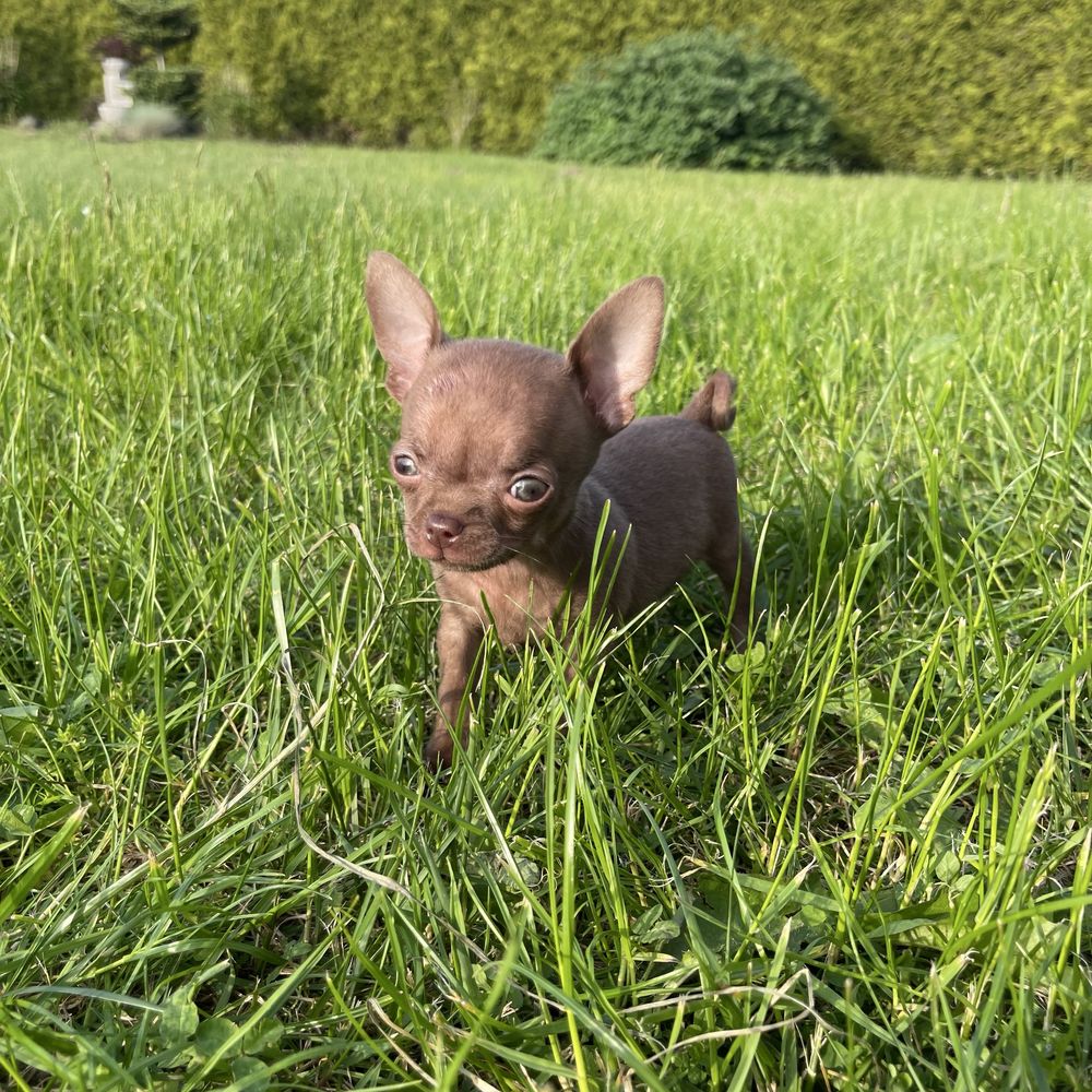 Chihuahua krótkowłosy piesek liliowy gotowy do odbioru