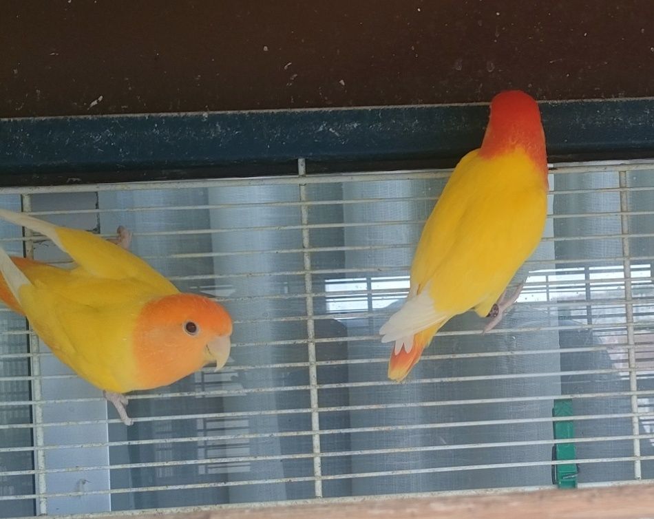Casal Rosicolis Amarelo Laranja