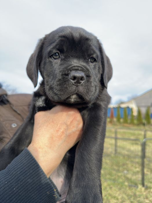 Хлопчик Кане-корсо 2місяці чорний