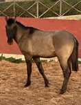 Poldro Lusitano Puro - Potro Bay Blue book Complet Ortigao coast lines