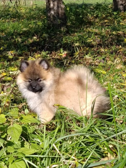 Szpic miniaturowy sunia