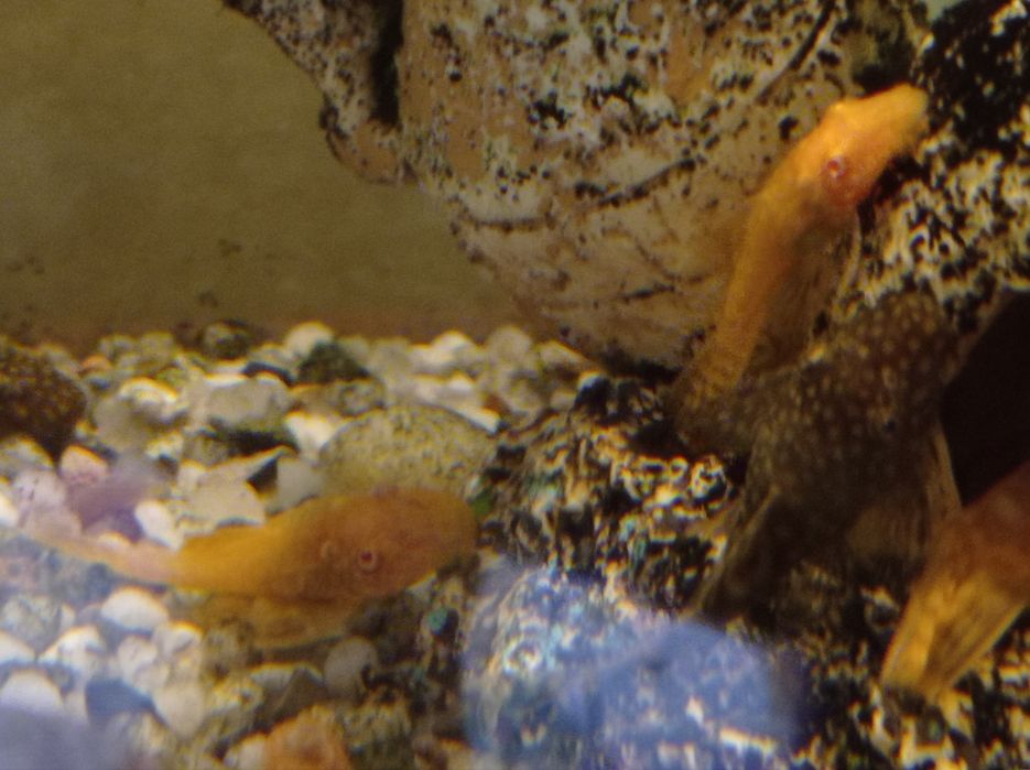 Zbrojniki glonojady albinosy