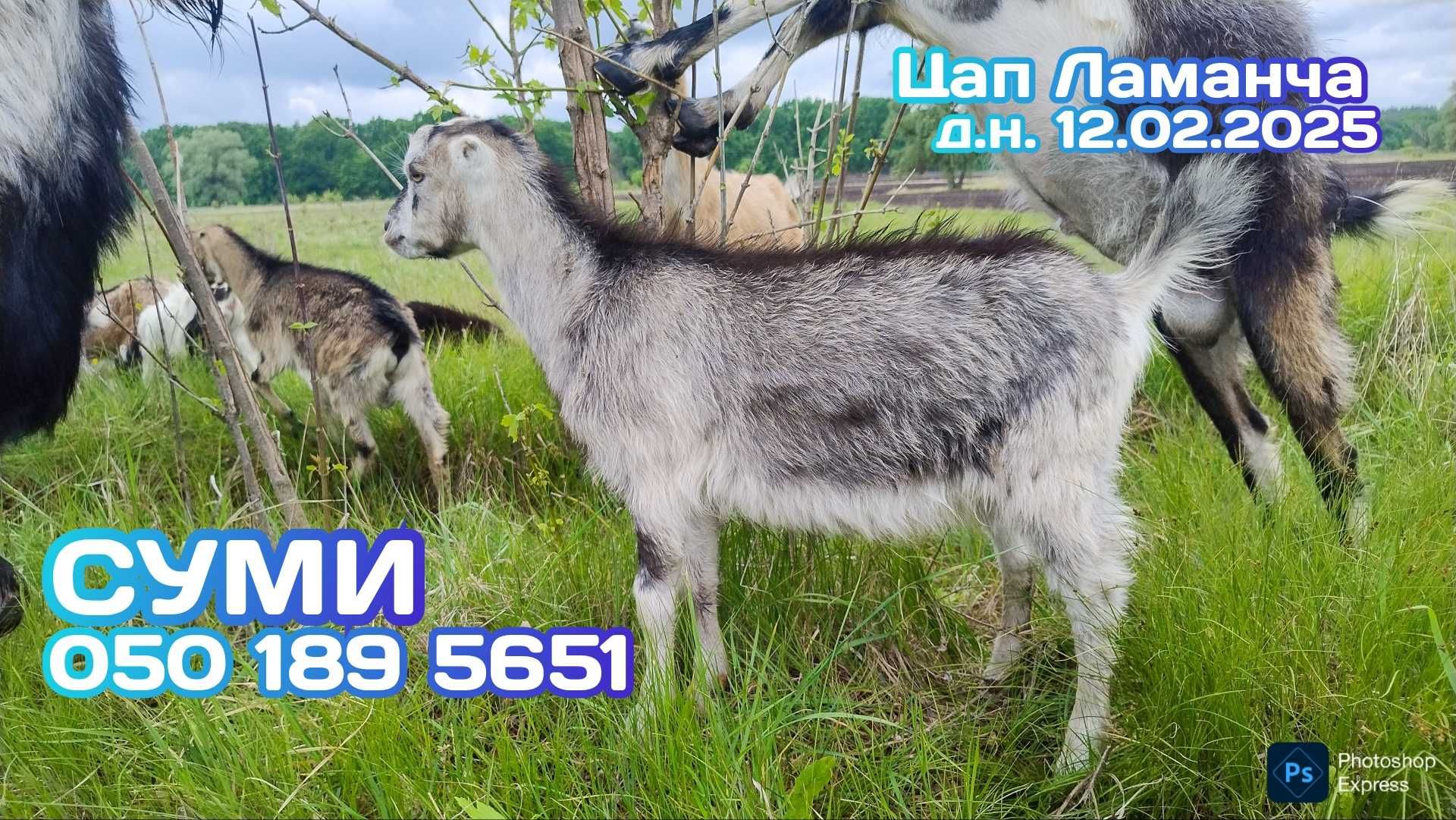 Цап Ламанча ~ д.н. 12.02.2025