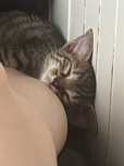 kotek do adopcji