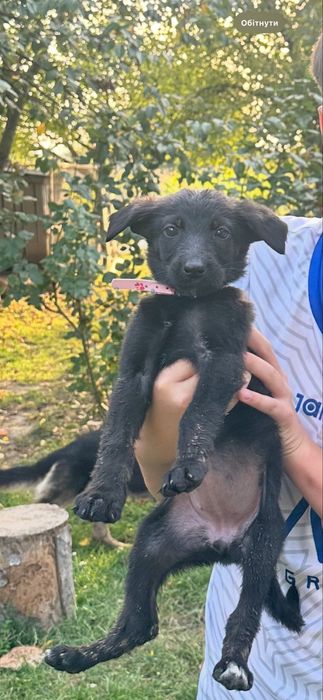 Всім привіт! Можливо комусь потрібний вірний друг