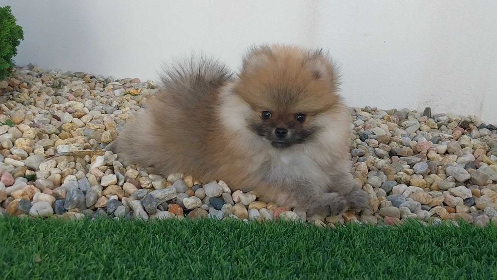 Lulu da Pomerânia com LOP (Pedigree) e Afixo