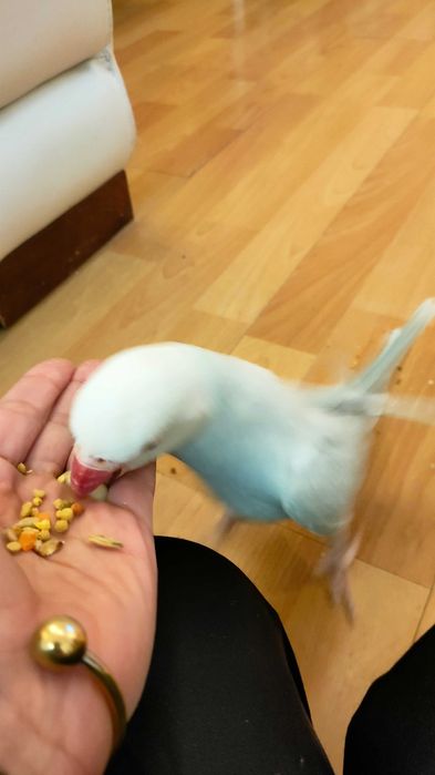 Pet-Boarding. Estadia familiar. Perssitting supervisão todo o dia