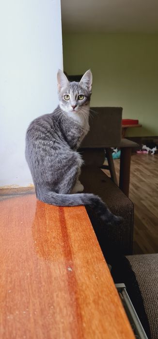 Кошеня дівчинка смугаста сіробіла