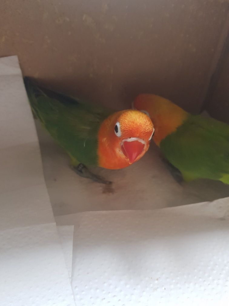 Agapornis caturras ring neck loris pyrrhuras papagaios arantigas sol d