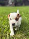 Sunia Furioza Jack Russell Terrier/ Magic Jack