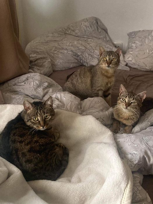 Przepiękne miłe młode kotki do adopcji przytulaste za darmo zdrowe