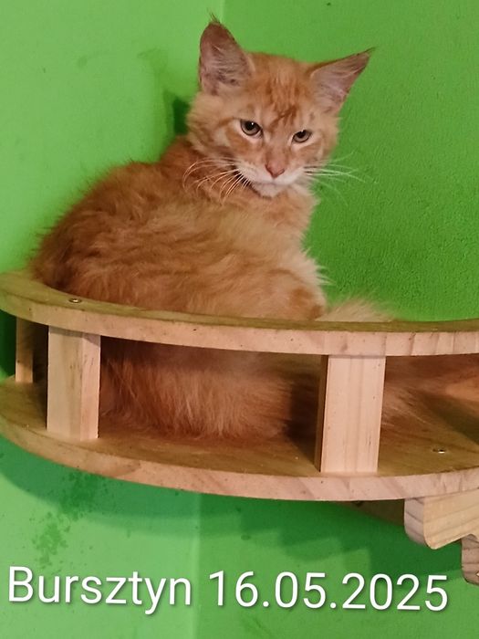 Sprzedam kocurka rasy Maine Coon urodzonego 16.05.2025,,Bursztyn,,