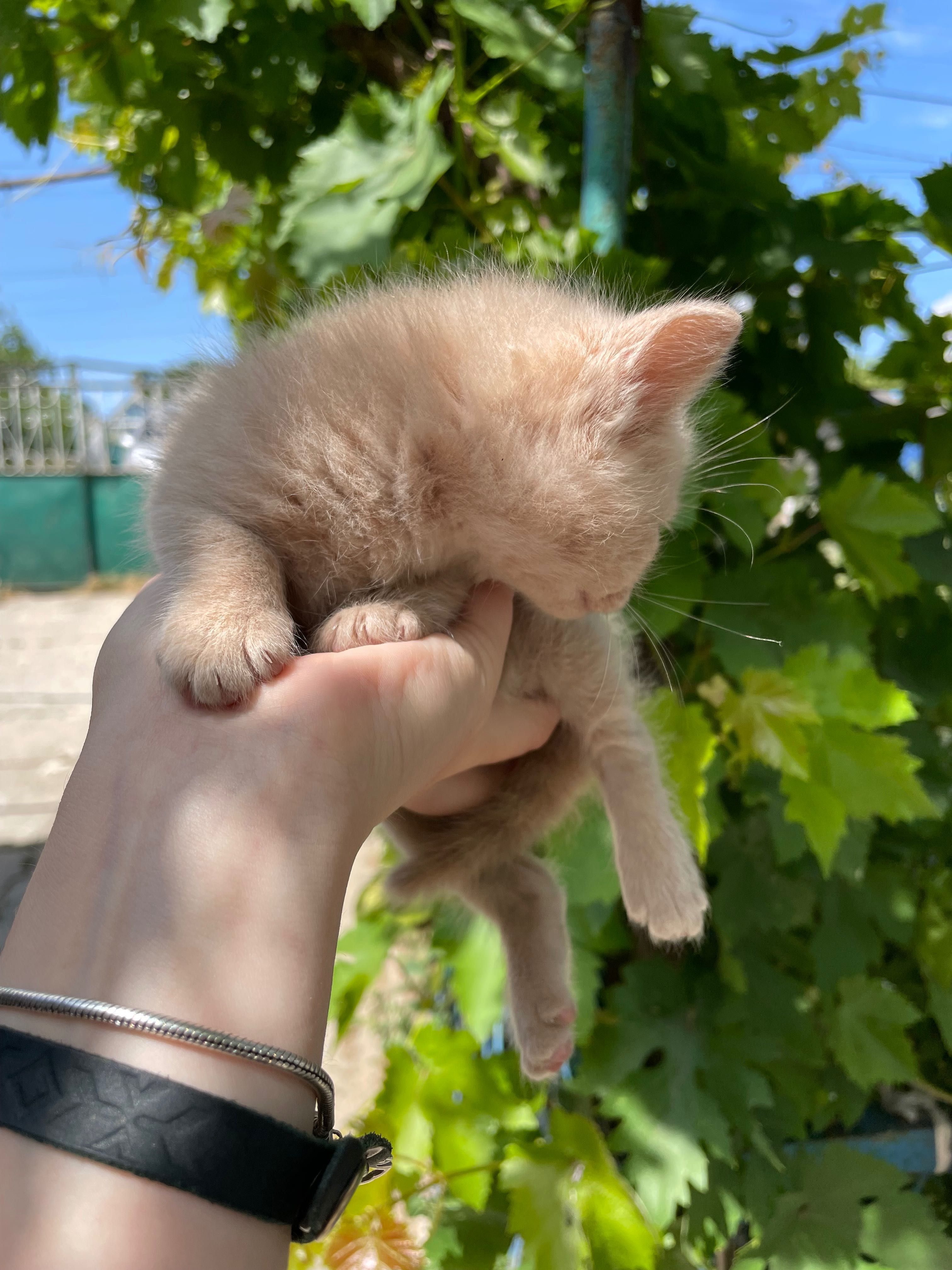 Віддам кошенят у хороші руки