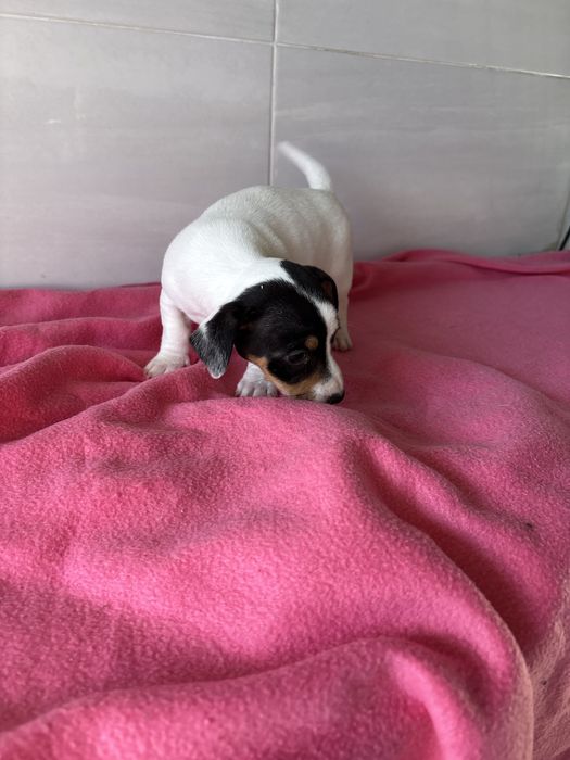 Jack rusell terrier femea