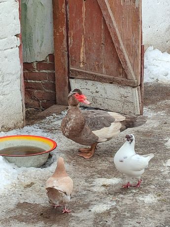 Продам пару індокачок