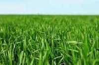Super trawnik, trawa gazonowa, nasiona paszowe wysyłka gratis!