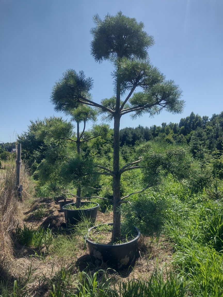 BONSAI w donicy do ogrodu sosna czarna Pinus Nigra, Pinus Sylvestris