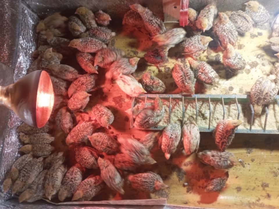 Перепілки фенікс,техас