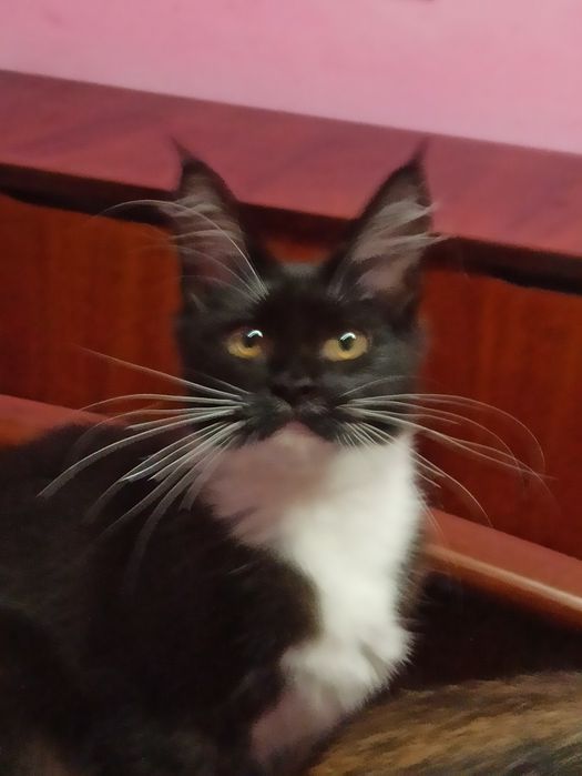 Розплідник,,Марсель ''пропонує мейн кунів.