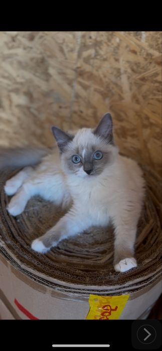 Koteczka Ragdoll bluevmited