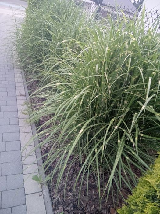 Trawa ozdobna z białymi paskami