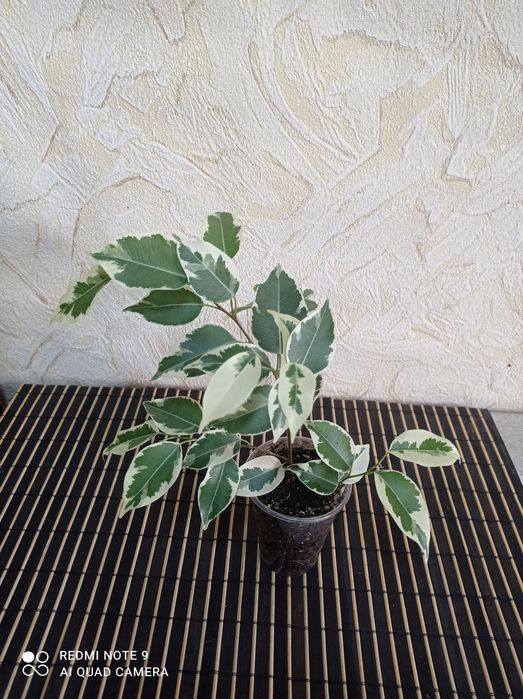 Фікус Старлайт/ Амстел Грін Голд/ Алі Бенедійка