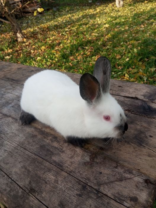 Кролики Каліфорнія