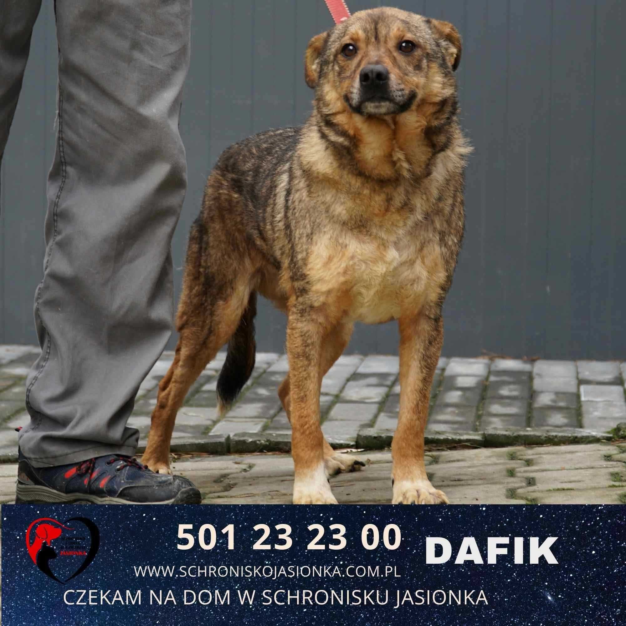 Dafik-do adopcji