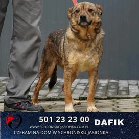 Dafik-do adopcji