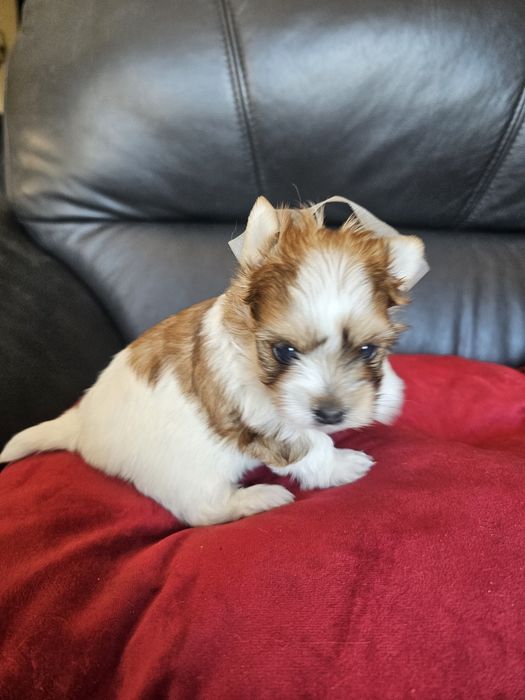 York terrier golddust rezerwacja