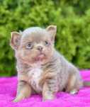 ***Chihuahua lilak tricolor piękny dlugowłosy chłopczyk***