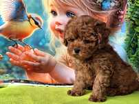 Maltipoo maleńki piesek z certyfikatem